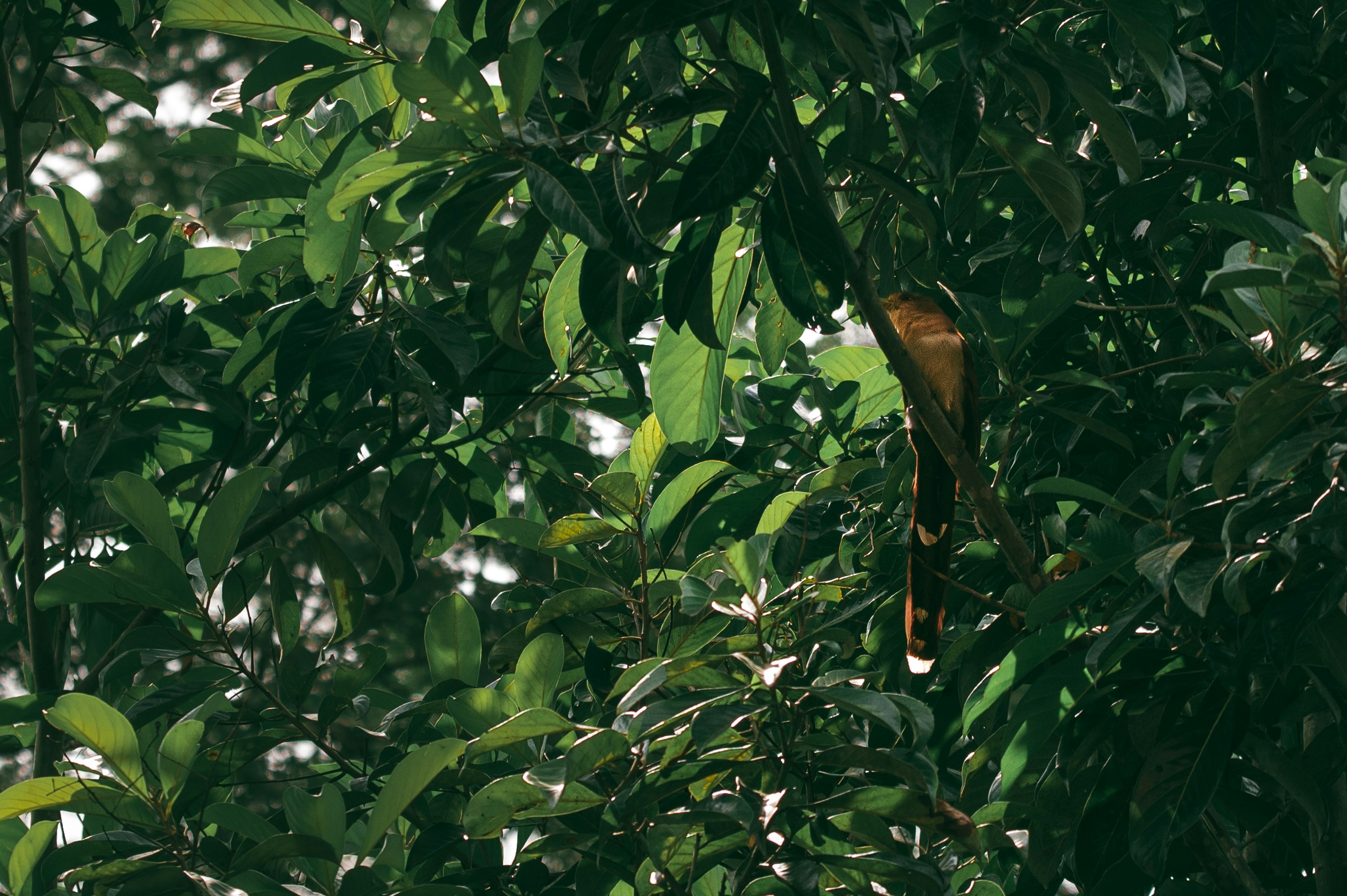 brown bird on green tree during daytime